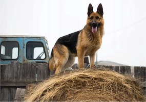 Fotótapéta Német juhászkutya vidéki idilli táj 254x184 +ragasztó