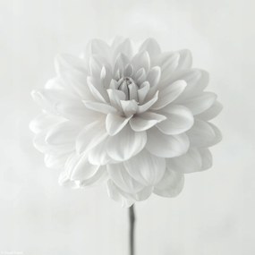 Poszter 20x20cm Dália virág fehér alapon, Assaf Frank