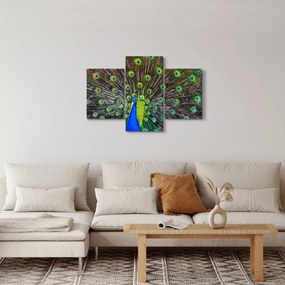 Kép - Páva (90x60 cm)