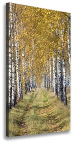 Feszített vászonkép Nyírfa erdő ocv-105179971