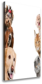 Vászonkép Kutyák és macskák ocv-104206550