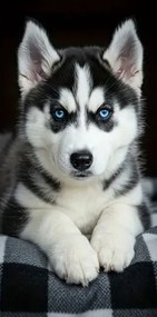 Törölköző Husky Törölköző Kutya Aranyos Kiskutya Strand Törölköző 75x150