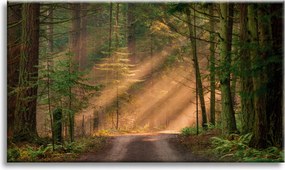 Vászonkép Ösvény az erdőben Fák Természet 90x60 cm