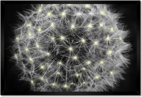 Poszterek keretben 60x40 Pitypang Virág Virágok