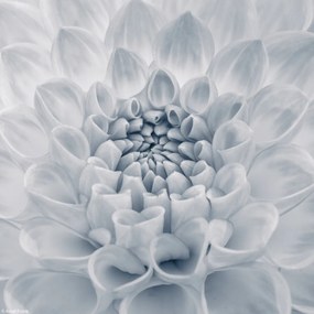 Poszter 20x20cm Dália virág 2, Assaf Frank