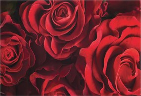 Dekoratív fotótapéta falra Könnyű összeszerelés Vörös rózsák 152x104 Ragasztó