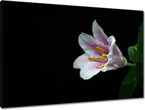 Vászonkép 90x60 Virágzó rózsaszín liliom
