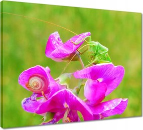 Vászonkép 50x40 Állatok