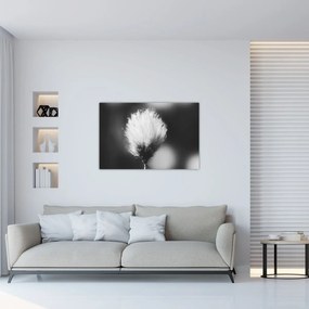 Kép - Fekete-fehér pamutfű (90x60 cm)