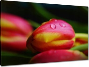 Képek 120x80 Tulipánok makró fotó