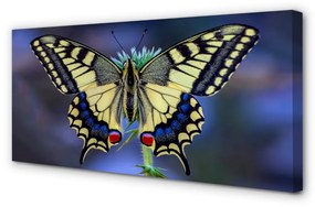 Canvas képek Pillangó a virágon 140x70 cm