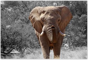 Poszterek 200x135 A nagy elefánt