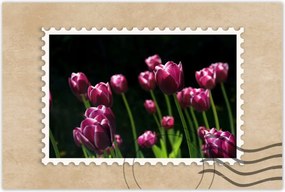 Poszterek 90x60 Lila tulipánok