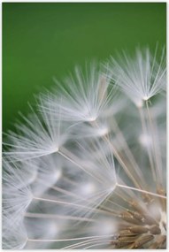 Poszterek 80x120 Pitypang Virág Virágok