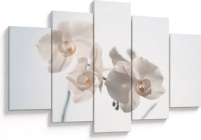 Fehér orchidea képe (150x105 cm)