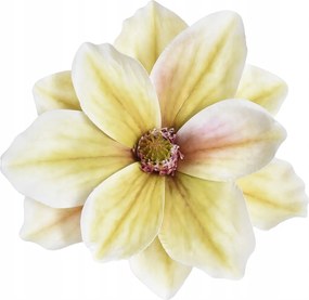 Magnólia Fej Élő Mágnólia Virágok művirág Gumi -na