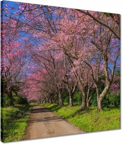 Vászonkép 40x40 Virágzó cseresznye