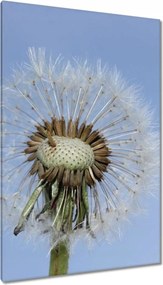 Vászonkép 80x120 Pitypang Virág Virágok