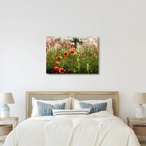 Pipacsok képe (70x50 cm)
