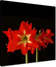 Vászonkép 40x40 Amarillisz