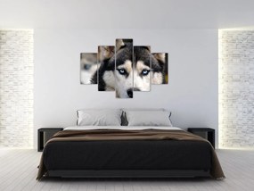 Husky kutya kép (150x105 cm)