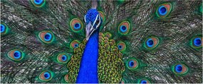 Kép - Páva (120x50 cm)