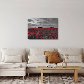 Pipacsos kép (üvegen) (70x50 cm)