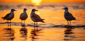 Poszter 91,3x44,5cm Sirály mese