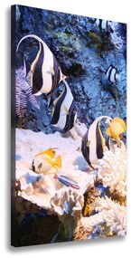 Feszített vászonkép Korallzátony ocv-105919456