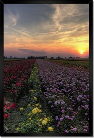 Poszterek keretben 40x60 Nyugat a virágmezőn