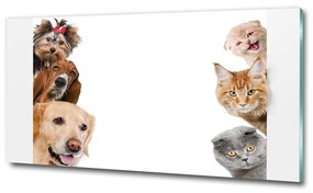 Üvegkép Kutyák és macskák osh-104206550