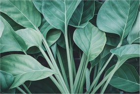 Flizelin fotótapéta Flizelin Design Zöld természet 104x70 Ragasztó