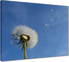 Vászonkép 50x40 Pitypangok papírsárkányok