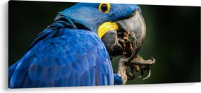 Papagáj képe (120x50 cm)