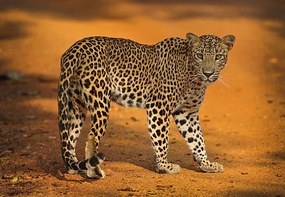 Fotográfia Sri Lankan Leopard, all images copyright of Jamie Lamb - elusive-images.co.uk