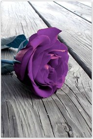 Poszterek 80x120 Lila rózsa padló