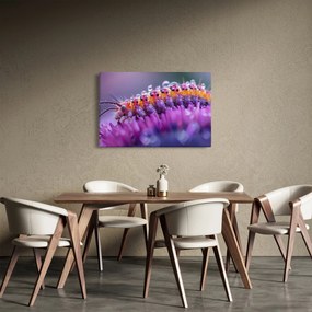 Kép - Caterpillar (90x60 cm)