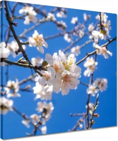Vászonkép 40x40 Almafa virág