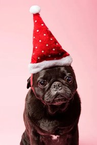 Fotográfia Grumpy Pug Wearing a Christmas Hat, ClarkandCompany