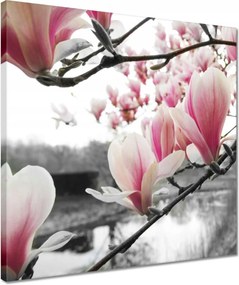 Vászonkép 40x40 Magnólia Virágok
