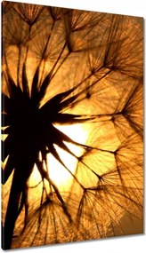 Vászonkép 80x120 Pitypang Virág Virágok