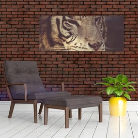 Tigris képe (120x50 cm)