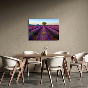 Üveg kép - Levendula mező (70x50 cm)
