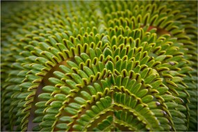 Kép - Fern (90x60 cm)