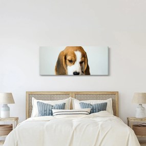 Beagle képe (120x50 cm)
