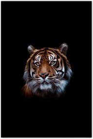 Poszterek 80x120 Szumátrai tigris macska