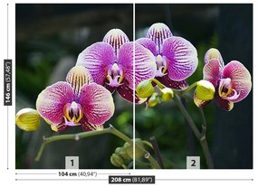 Fotótapéta lila orchidea 104x70 cm