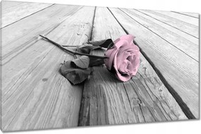 Vászonkép 120x70 Púderrózsaszín Old pink Rose
