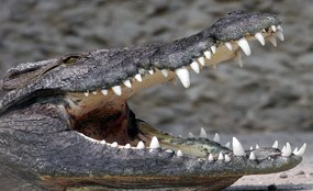Krokodil poszter, fotótapéta, Vlies (104 x 70,5 cm)