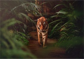 Flizelin fotótapéta Tigris a dzsungelben trópusi kaland 300x210 +ragasztó
